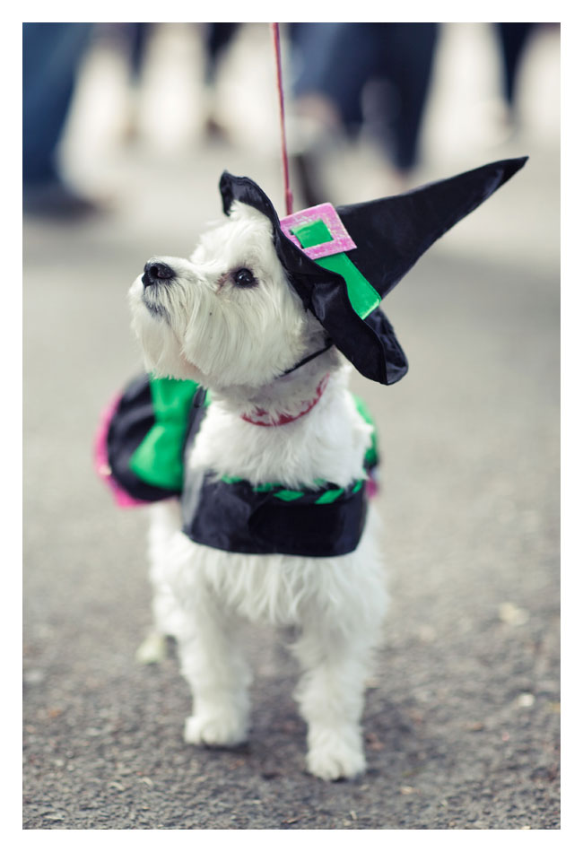 Halloween dog parade!