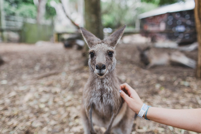 Wildlife Encounters At Dreamworld... And A Very Kidnappable Koala
