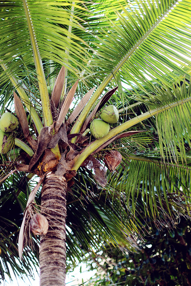 palm coconuts